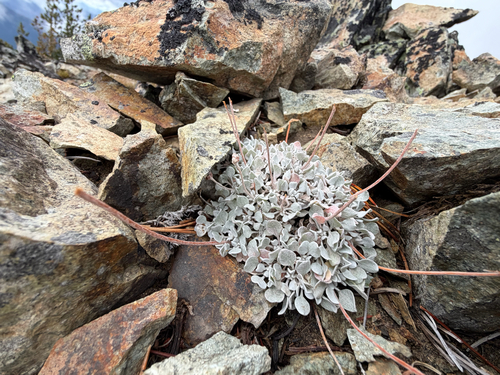 Eriogonum ovalifolium, photograph 2