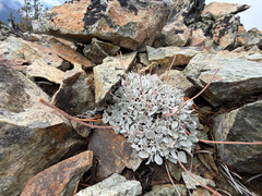 Eriogonum ovalifolium, photograph (c) Cody Hinchliff, some rights reserved (CC BY)