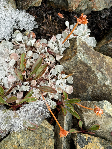 Eriogonum ovalifolium, photograph 4