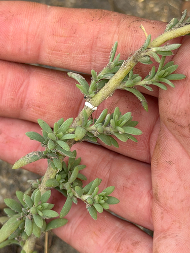 Bassia hyssopifolia, photograph 3