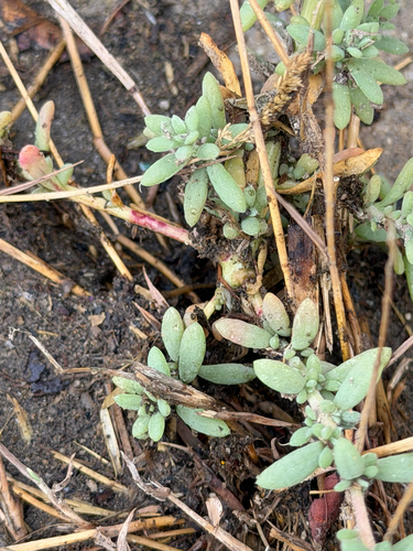 Bassia hyssopifolia