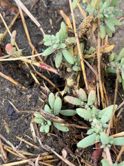 Bassia hyssopifolia