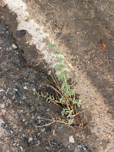 Bassia hyssopifolia, photograph 2