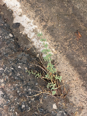 Bassia hyssopifolia, photograph (c) klicklo, some rights reserved (CC BY)