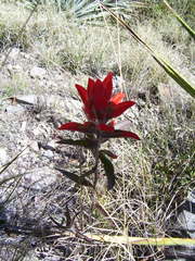 Castilleja rigida