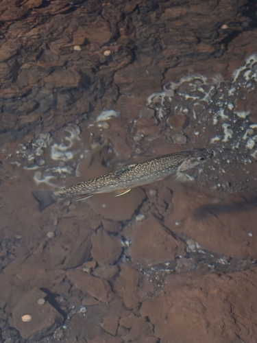 Brook Trout
