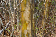 Libidibia sclerocarpa