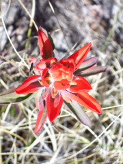 Castilleja rigida