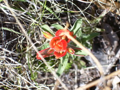 Castilleja rigida