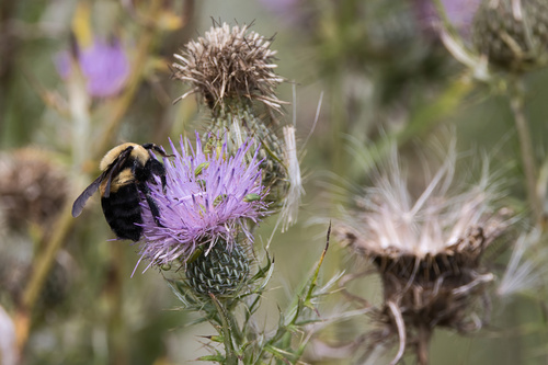 Brown-belted Bumble Bee