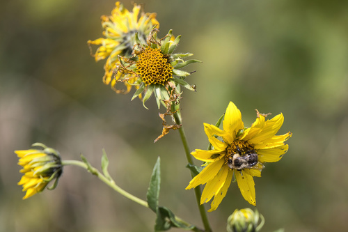 Common Eastern Bumble Bee