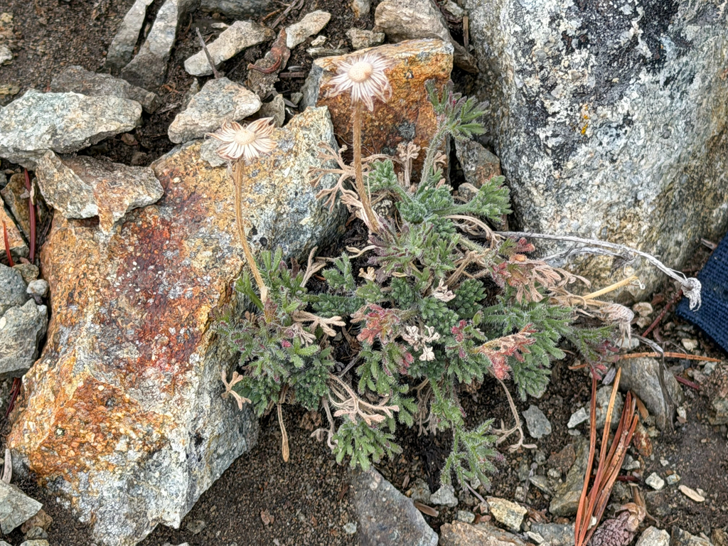 Erigeron compositus; photograph (c) Cody Hinchliff, some rights reserved (CC BY)