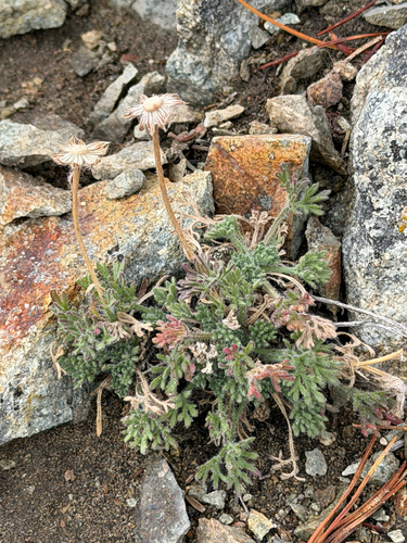 Erigeron compositus, photograph 5