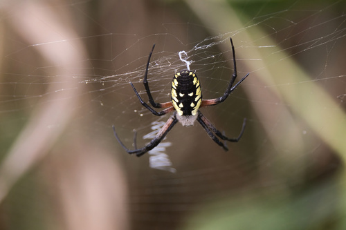 Yellow Garden Spider