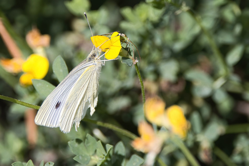 Small White
