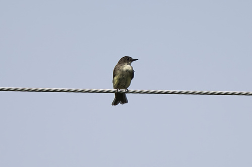 Eastern Phoebe
