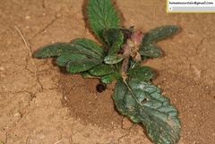 Halictus quadricinctus