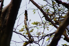 Libidibia sclerocarpa