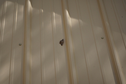 Large Maple Spanworm Moth