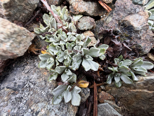 Antennaria media, photograph 5