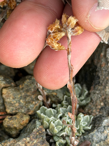 Antennaria media, photograph 2
