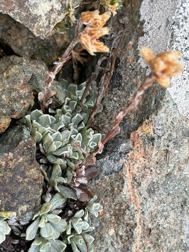 Antennaria media