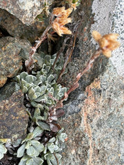 Antennaria media
