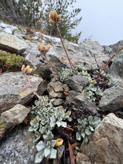 Antennaria media, photograph (c) Cody Hinchliff, some rights reserved (CC BY)