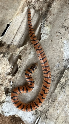 Atractus zebrinus