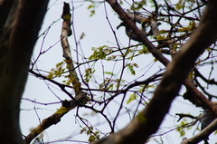 Libidibia sclerocarpa