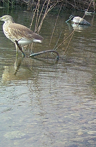iNaturalist image
