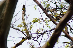 Libidibia sclerocarpa