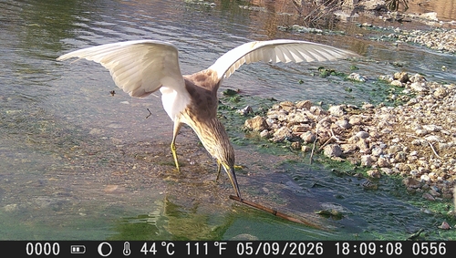 iNaturalist: (c) faluke, some rights reserved (CC BY-NC), uploaded by faluke iNaturalist image