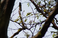 Libidibia sclerocarpa