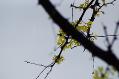 Piptadenia obliqua