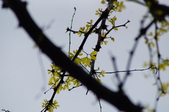 Piptadenia obliqua