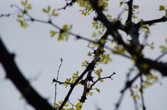 Piptadenia obliqua