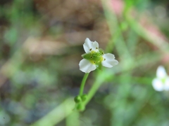 Alisma canaliculatum