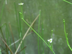 Alisma canaliculatum
