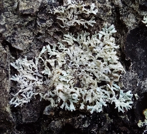 Salted Starburst Lichen