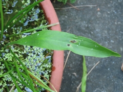 Alisma canaliculatum