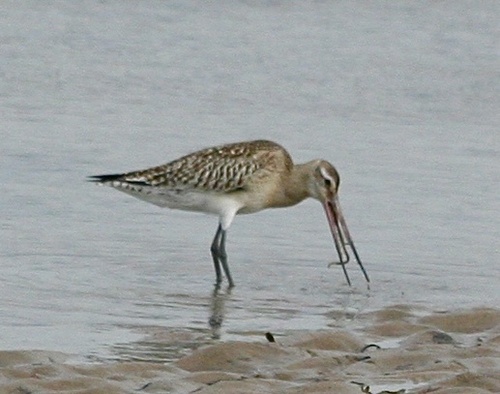 iNaturalist image