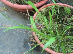 Alisma canaliculatum