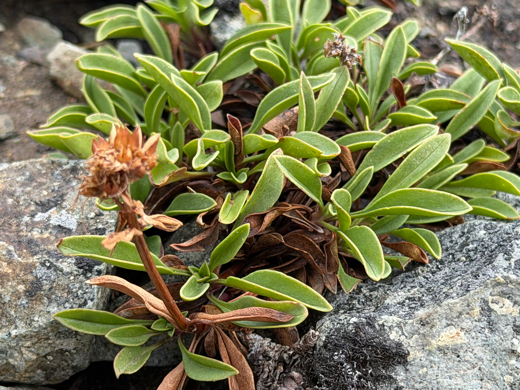 Penstemon procerus; photograph (c) Cody Hinchliff, some rights reserved (CC BY)