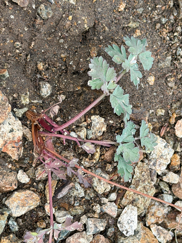 Lomatium martindalei, photograph 3