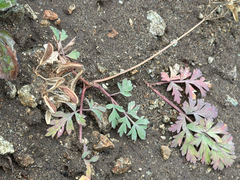 Lomatium martindalei, photograph (c) Cody Hinchliff, some rights reserved (CC BY)