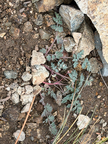 Lomatium martindalei, 2026-09-06