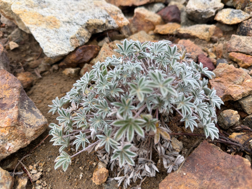 Lupinus lepidus, photograph 1