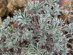 Lupinus lepidus