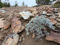 Lupinus lepidus, photograph (c) Cody Hinchliff, some rights reserved (CC BY)